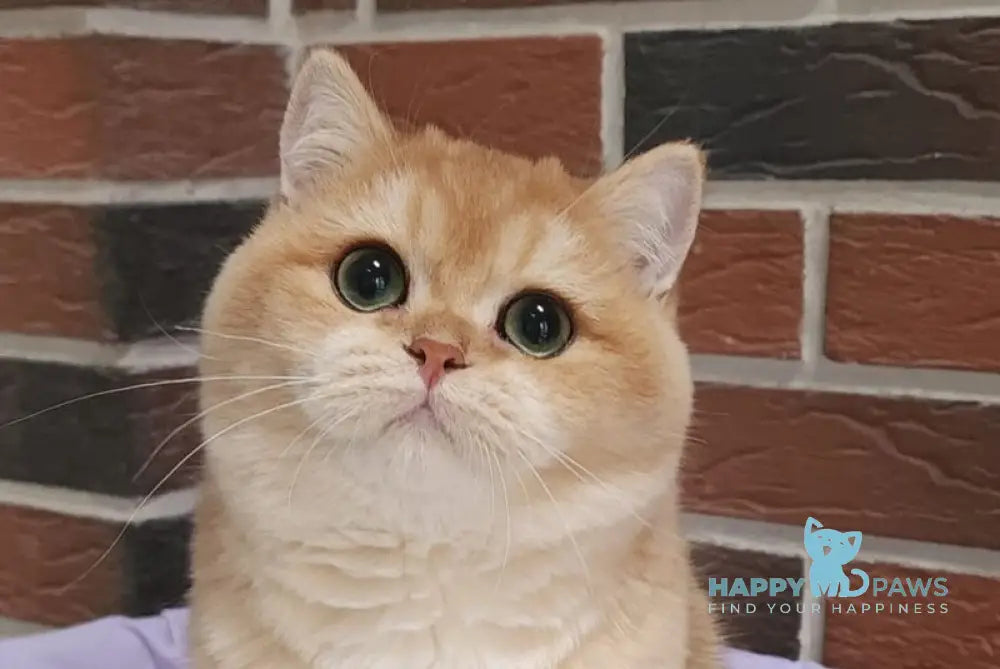 Valentin British Shorthair male black golden chinchilla live animals