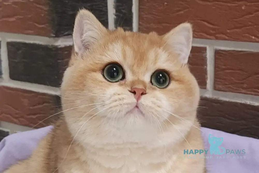 Valentin British Shorthair male black golden chinchilla live animals