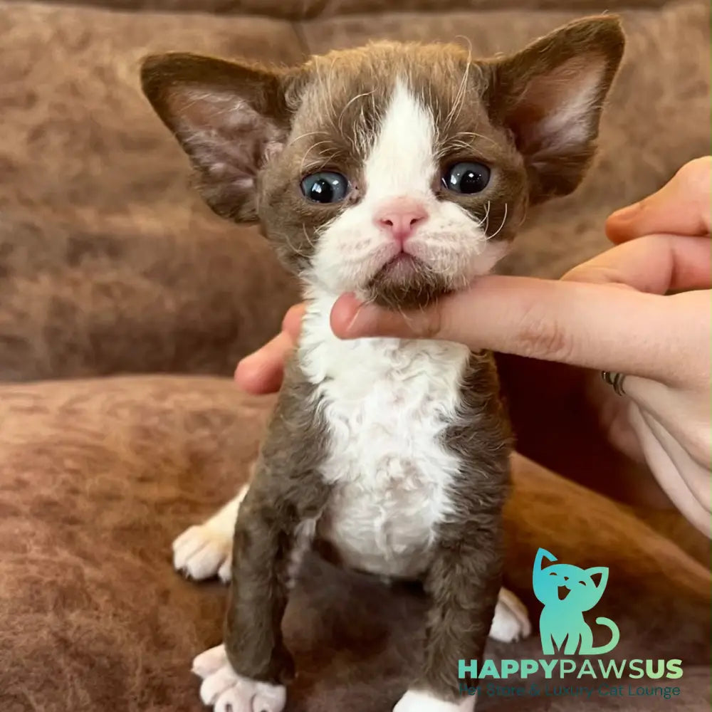 Valentin Devon Rex male chocolate bicolour - live animals