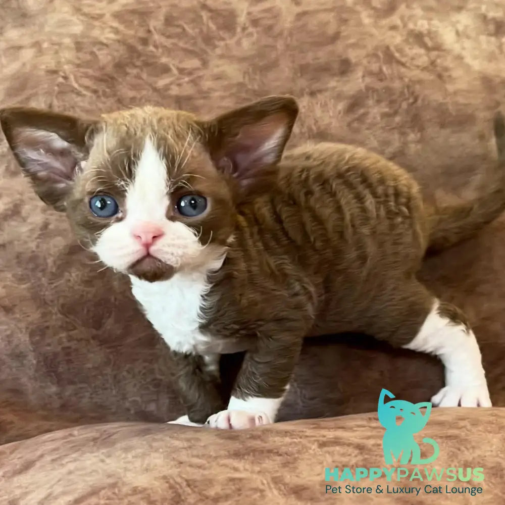 Valentin Devon Rex male chocolate bicolour - live animals