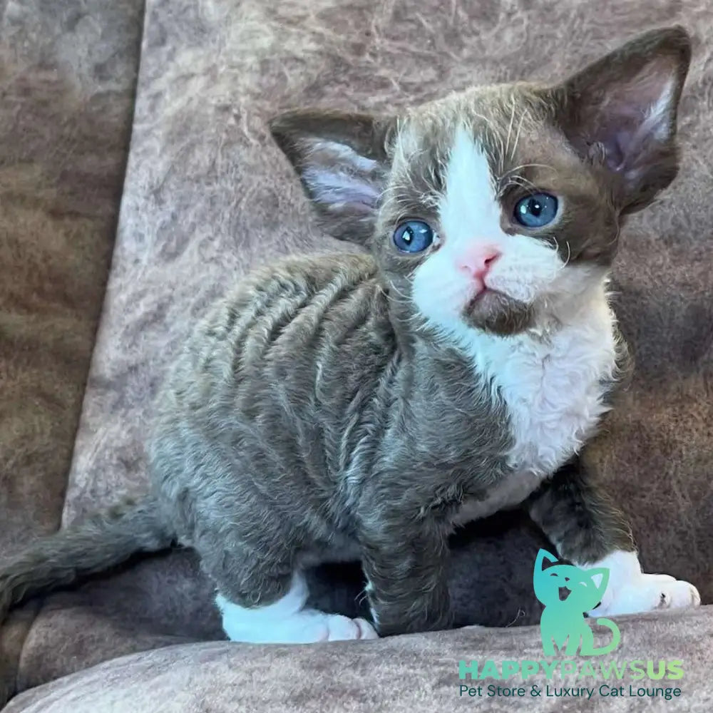 Valentin Devon Rex male chocolate bicolour - live animals