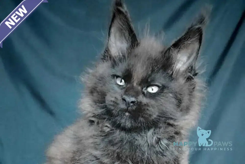 Valentin Life Maya Maine Coon male black - live animals