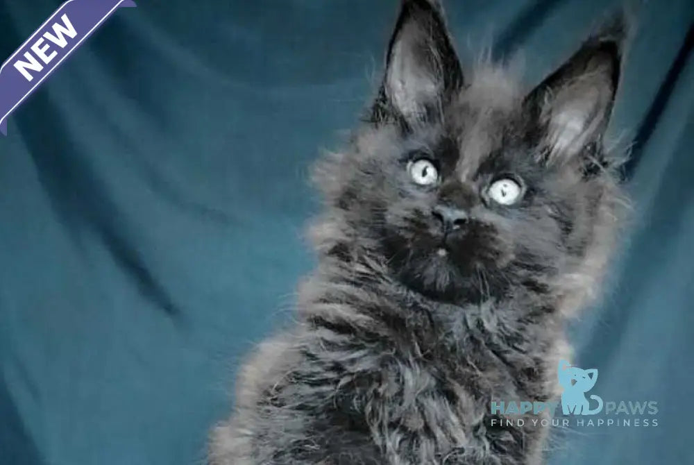 Valentin Life Maya Maine Coon male black - live animals