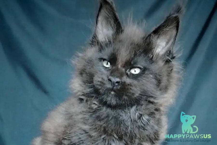 Valentin Maine Coon male black - live animals