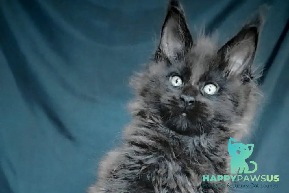 Valentin Maine Coon male black - live animals