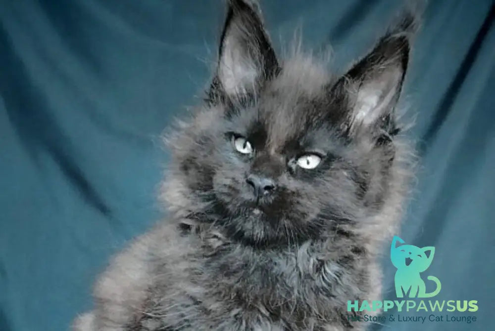 Valentin Maine Coon male black - live animals
