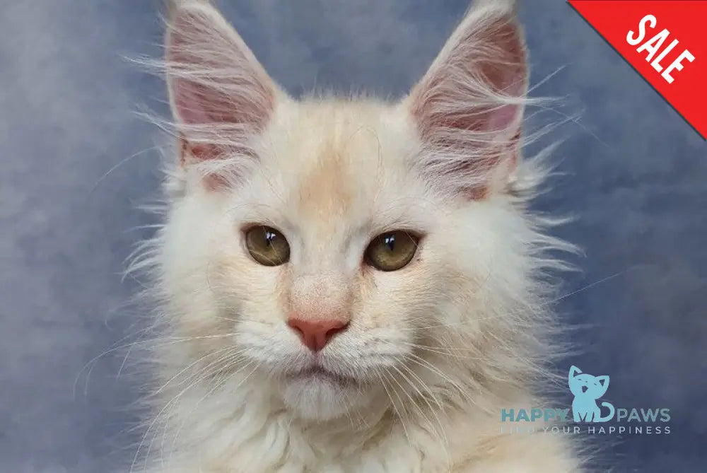 Valentin Maine Coon male cream silver ticked tabby live animals