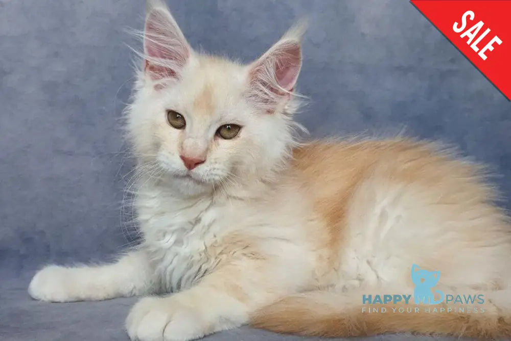 Valentin Maine Coon male cream silver ticked tabby live animals