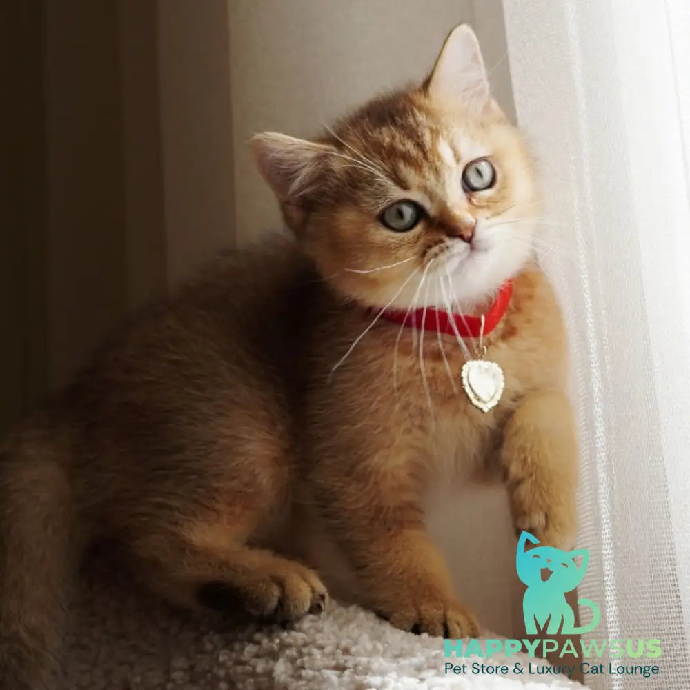 Valentine British Shorthair male chocolate golden ticked tabby - live animals