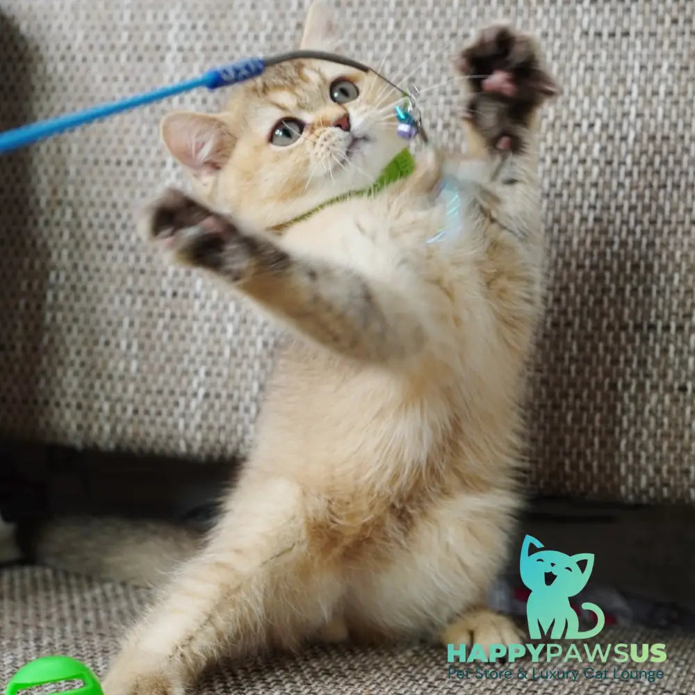 Valentine British Shorthair male chocolate golden ticked tabby - live animals