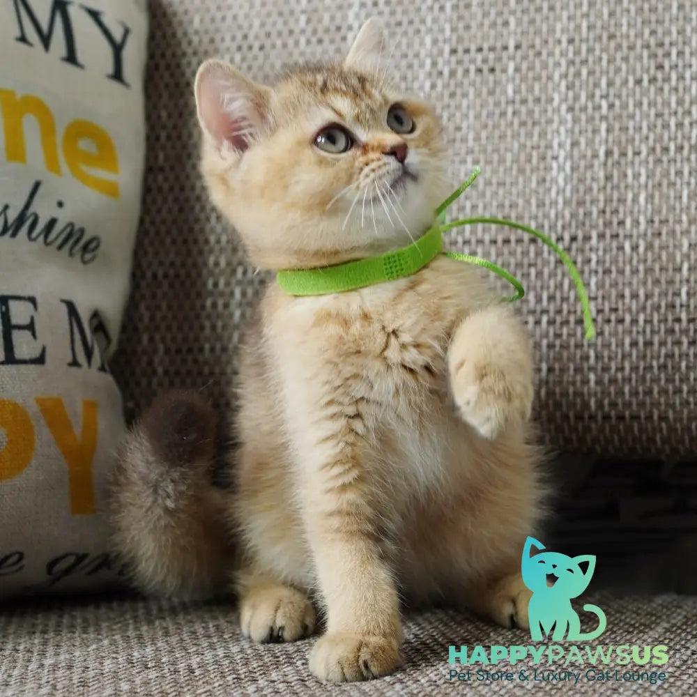 Valentine British Shorthair male chocolate golden ticked tabby - live animals