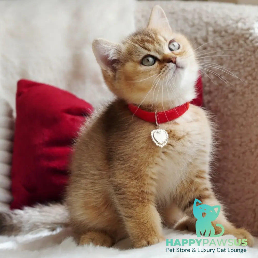 Valentine British Shorthair male chocolate golden ticked tabby - live animals
