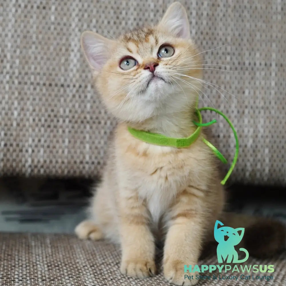 Valentine British Shorthair male chocolate golden ticked tabby - live animals