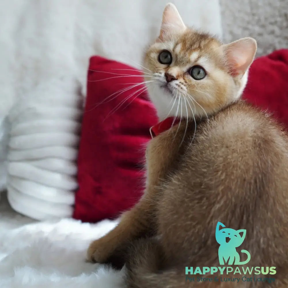 Valentine British Shorthair male chocolate golden ticked tabby - live animals