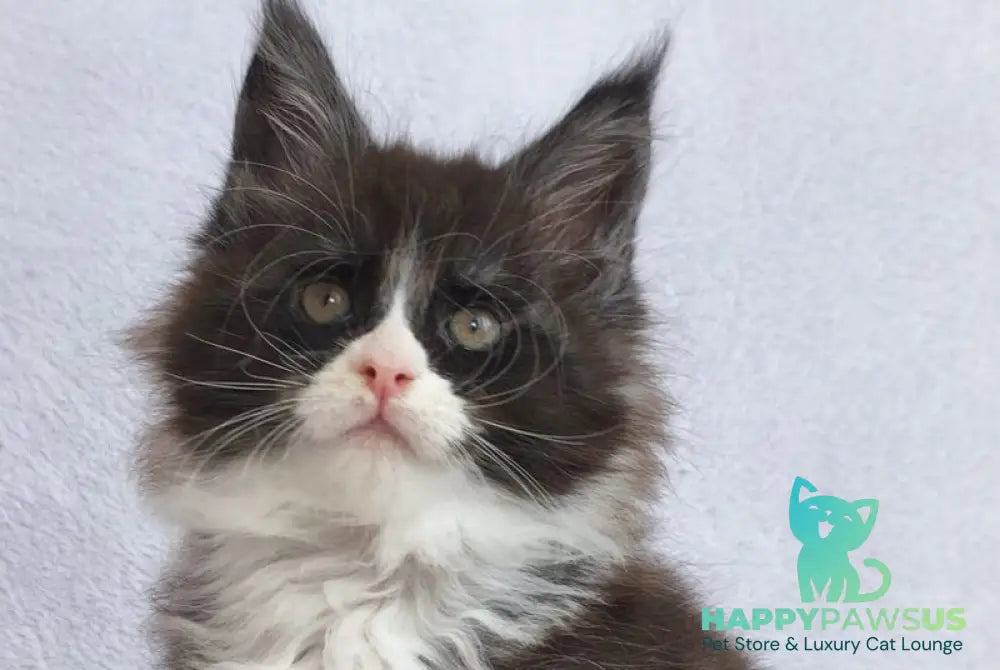 Valentine Maine Coon male black silver bicolour - live animals