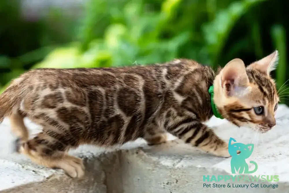 Valentino Bengal male black spotted tabby - live animals