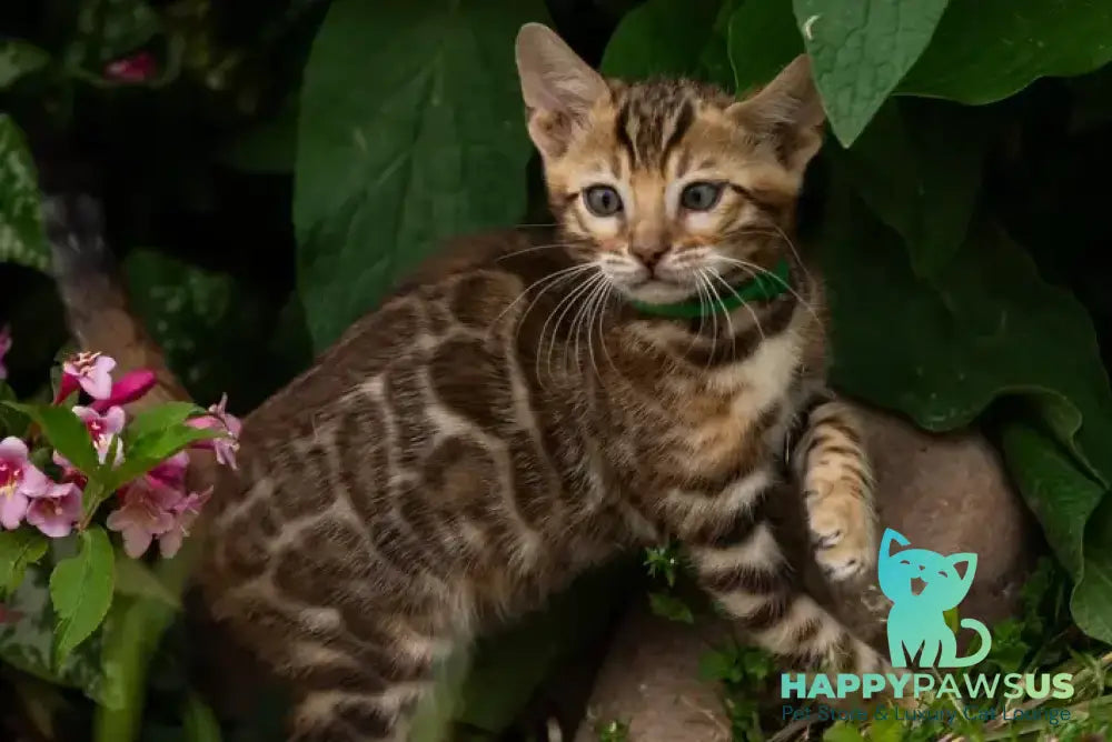 Valentino Bengal male black spotted tabby - live animals