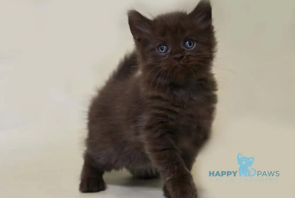 Valentino British Longhair male chocolate live animals