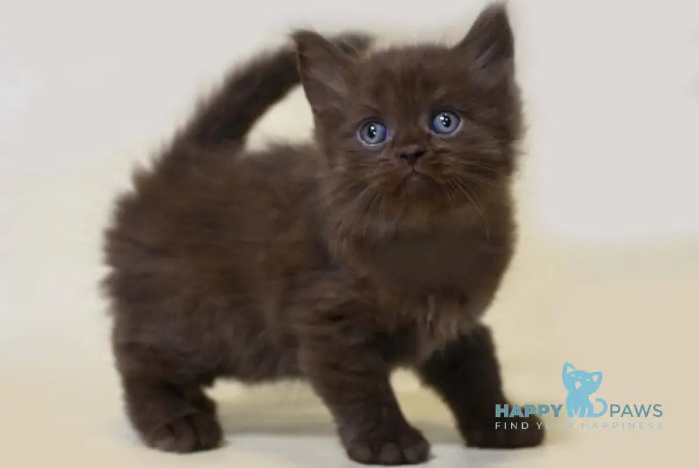 Valentino British Longhair male chocolate live animals