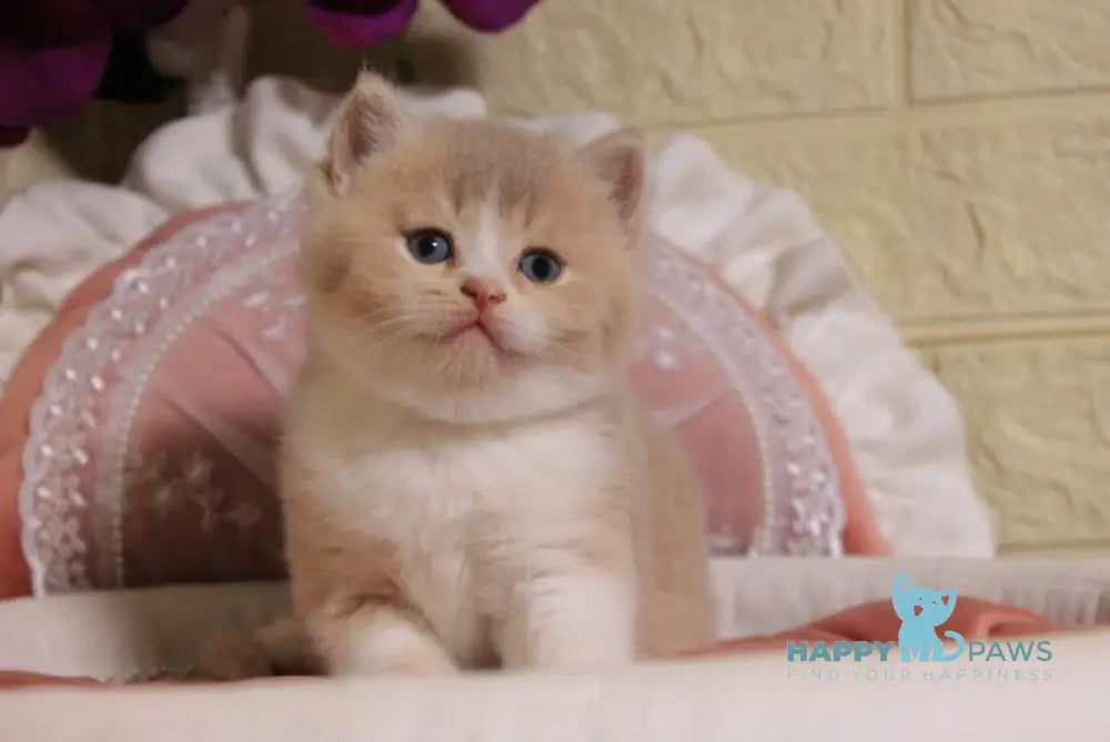 Valentino British Shorthair male fawn golden shaded bicolour live animals