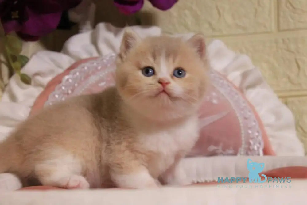 Valentino British Shorthair male fawn golden shaded bicolour live animals