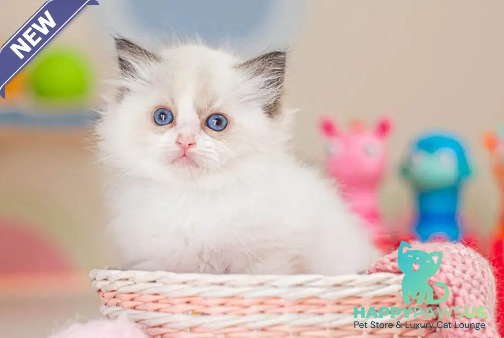 Valerie Ragdoll female seal bicolour - live animals