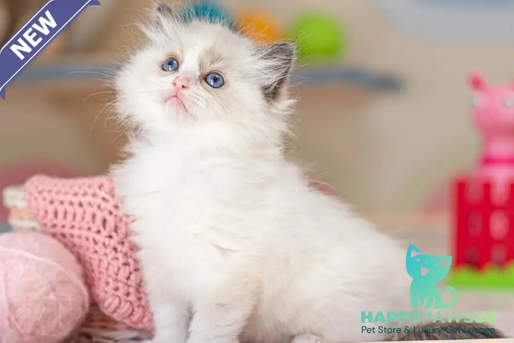 Valerie Ragdoll female seal bicolour - live animals