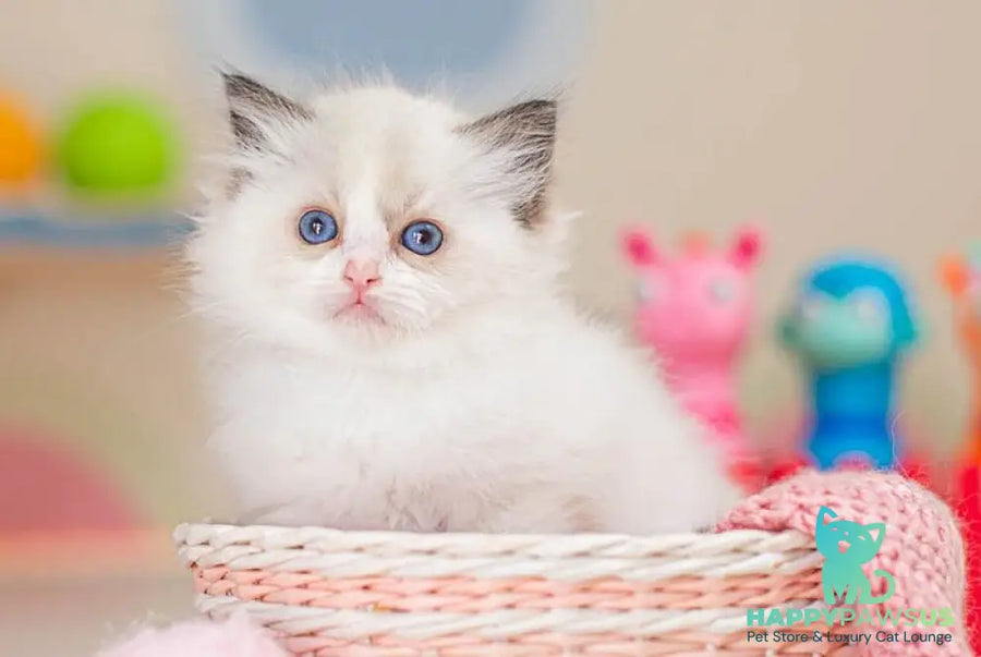 Valerie Ragdoll female seal bicolour - live animals