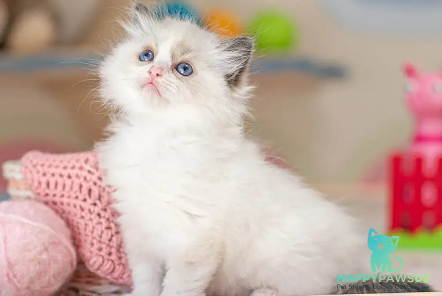 Valerie Ragdoll female seal bicolour - live animals