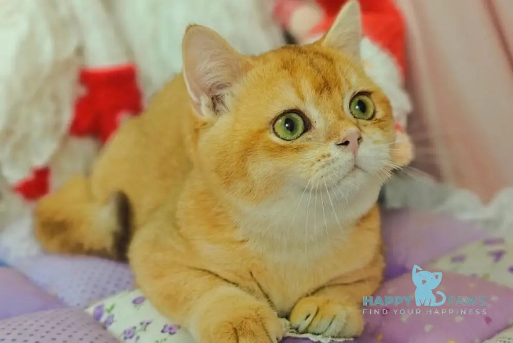 Valet British Shorthair male chocolate golden shaded live animals