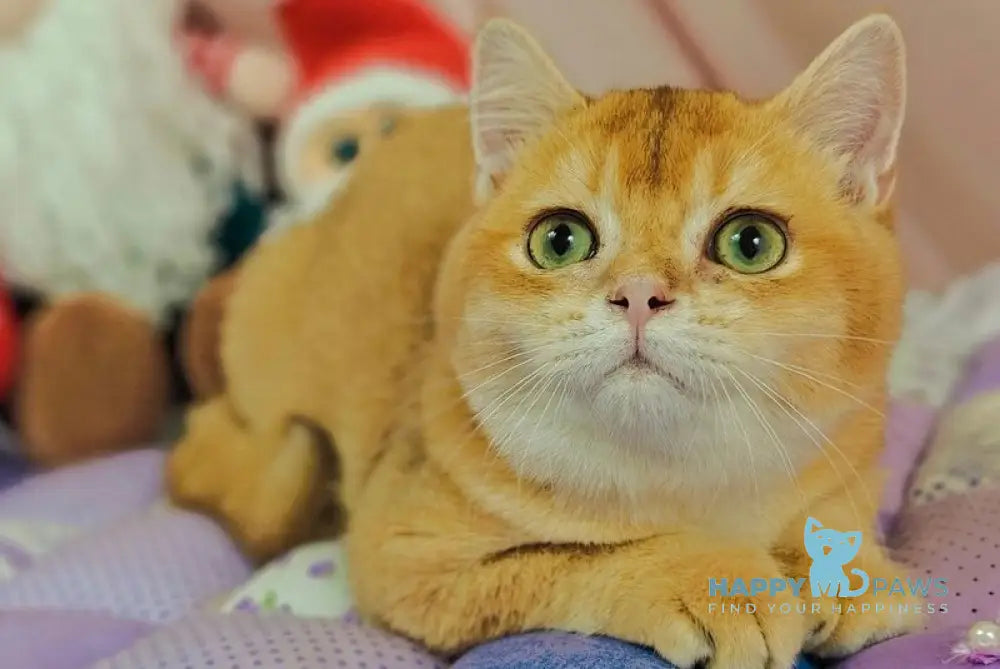 Valet British Shorthair male chocolate golden shaded live animals