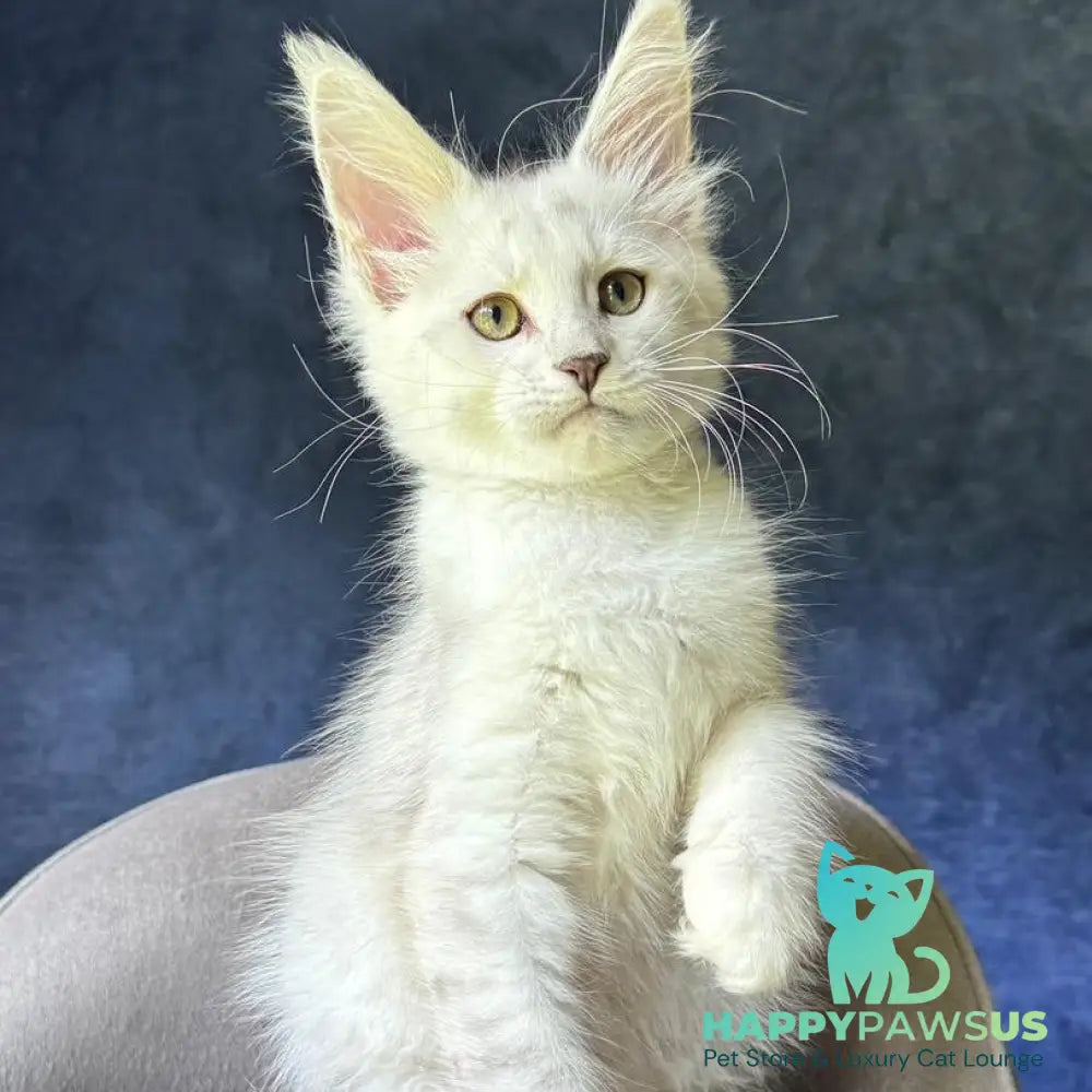Valiant Maine Coon male black silver shaded - live animals