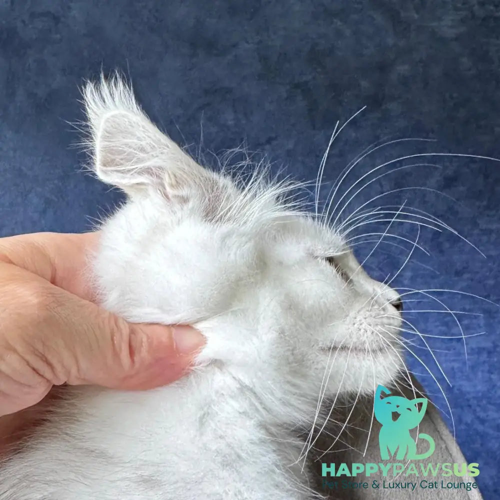Valiant Maine Coon male black silver shaded - live animals