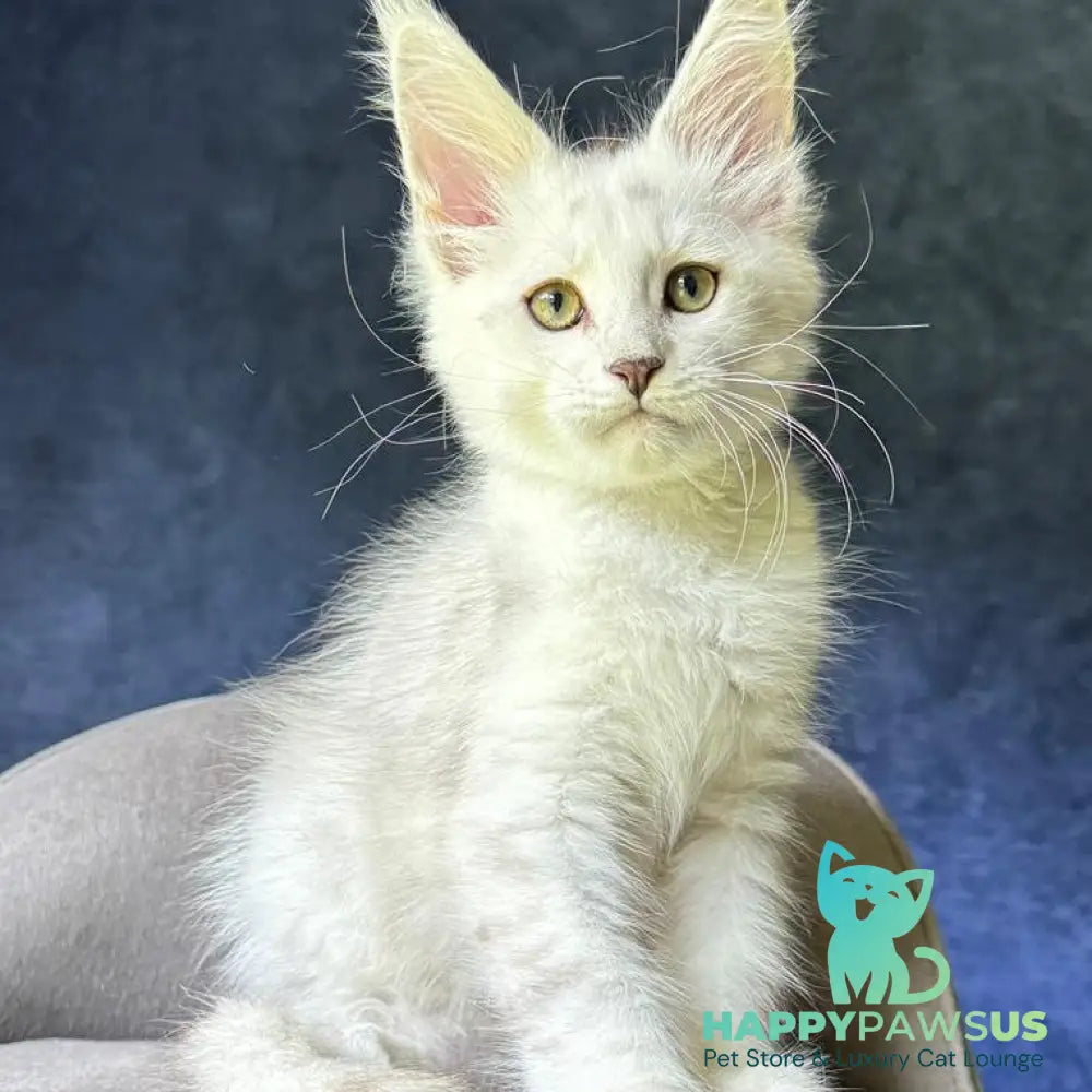 Valiant Maine Coon male black silver shaded - live animals