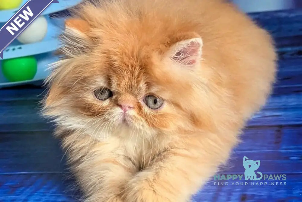 Valter-Leo Persian male red tabby live animals