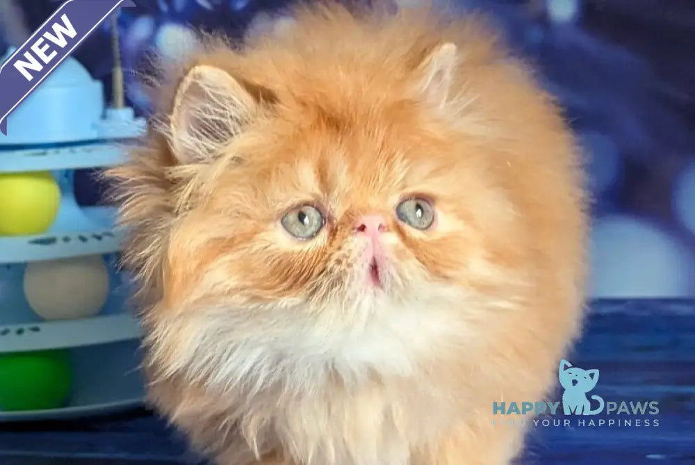 Valter-Leo Persian male red tabby live animals