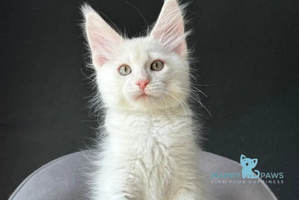 Valui Maine Coon male cream silver live animals