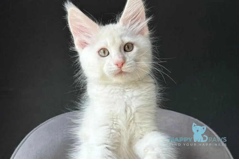 Valui Maine Coon male cream silver live animals