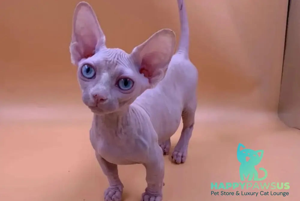 Valya Bambino female white live animals