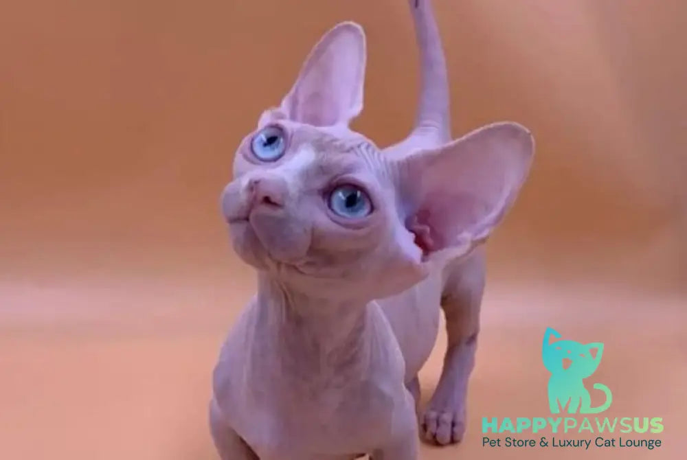Valya Bambino female white live animals