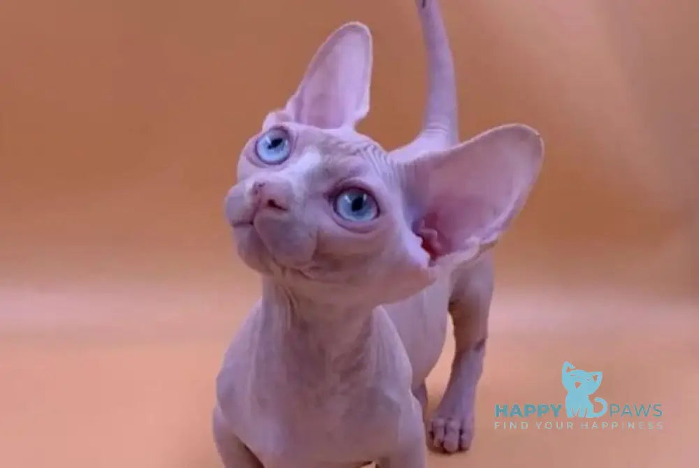 Valya Bambino female white live animals