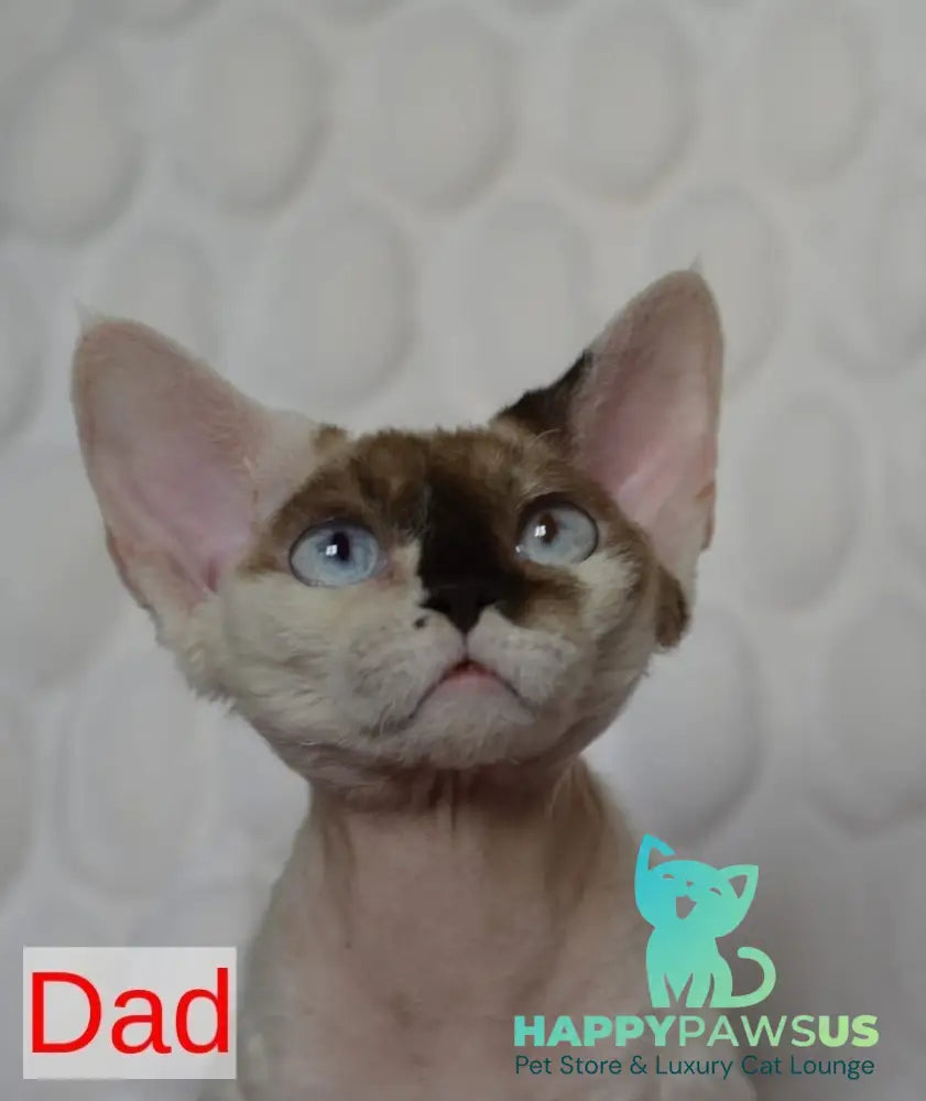 Van Devon Rex male black harlequin - live animals