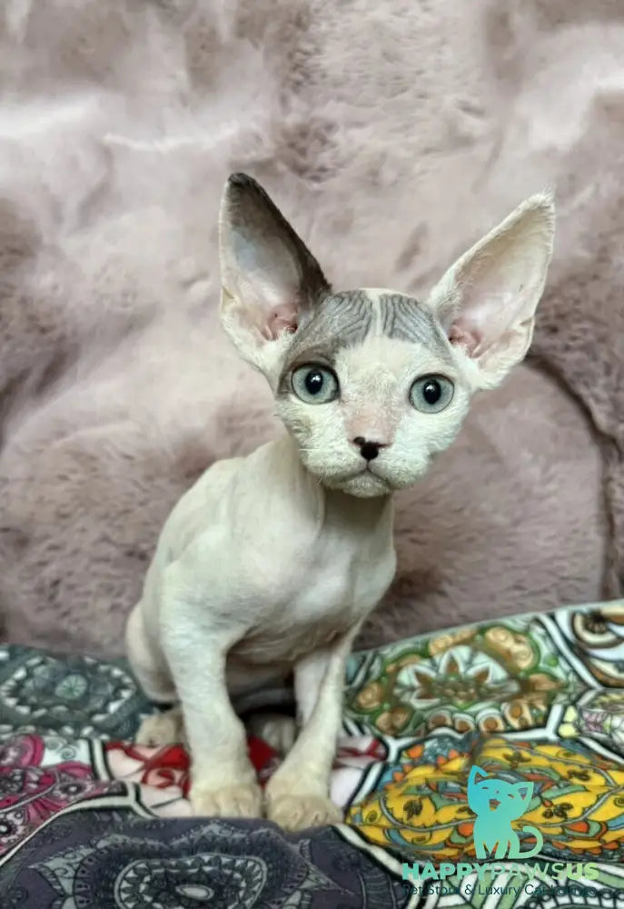 Van Devon Rex male black harlequin - live animals