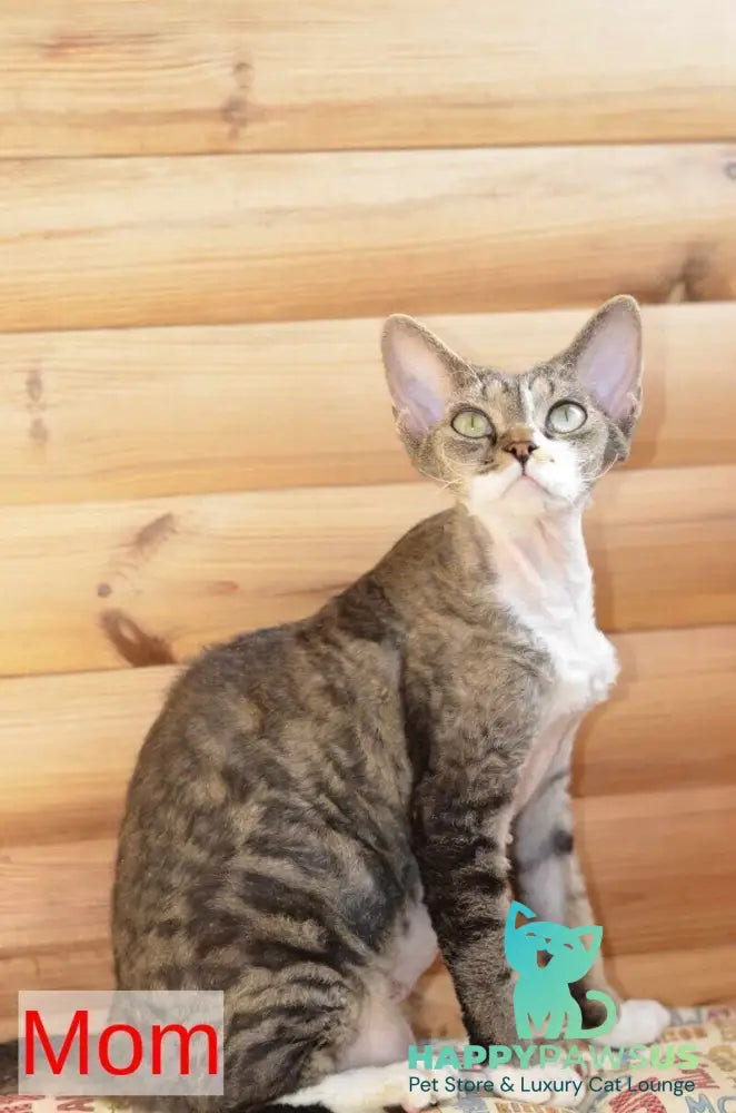 Van Devon Rex male black harlequin - live animals