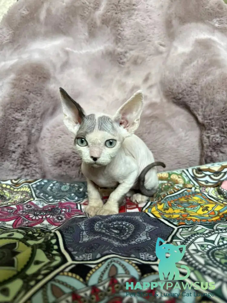 Van Devon Rex male black harlequin - live animals