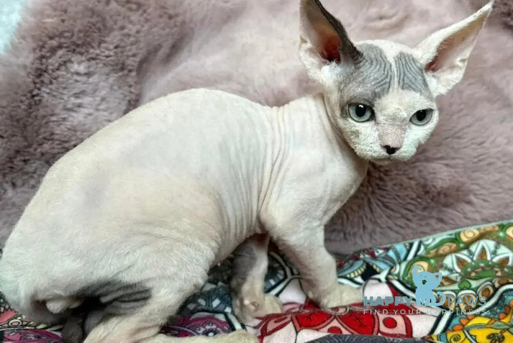 Van Devon Rex male black harlequin - live animals