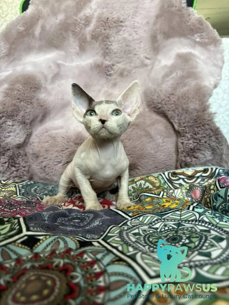 Van Devon Rex male black harlequin - live animals