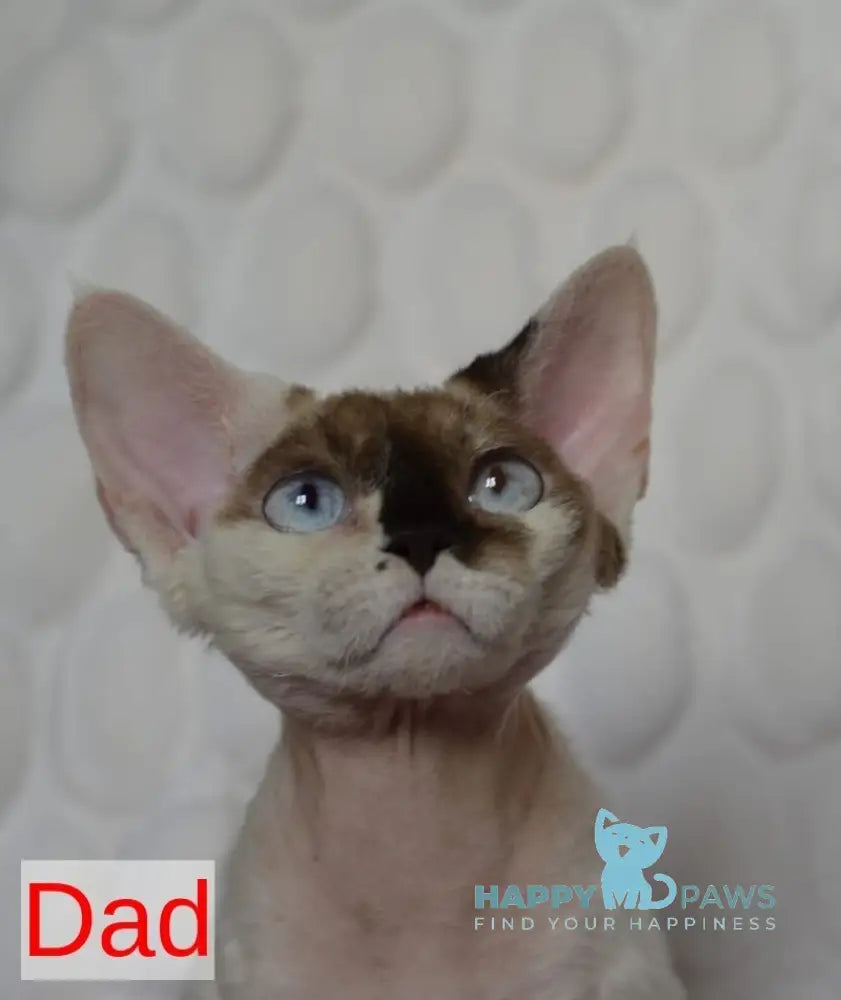Van Devon Rex male black harlequin - live animals