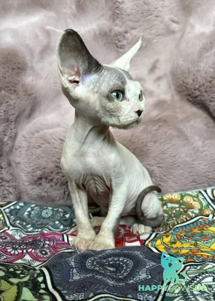 Van Devon Rex male black harlequin - live animals