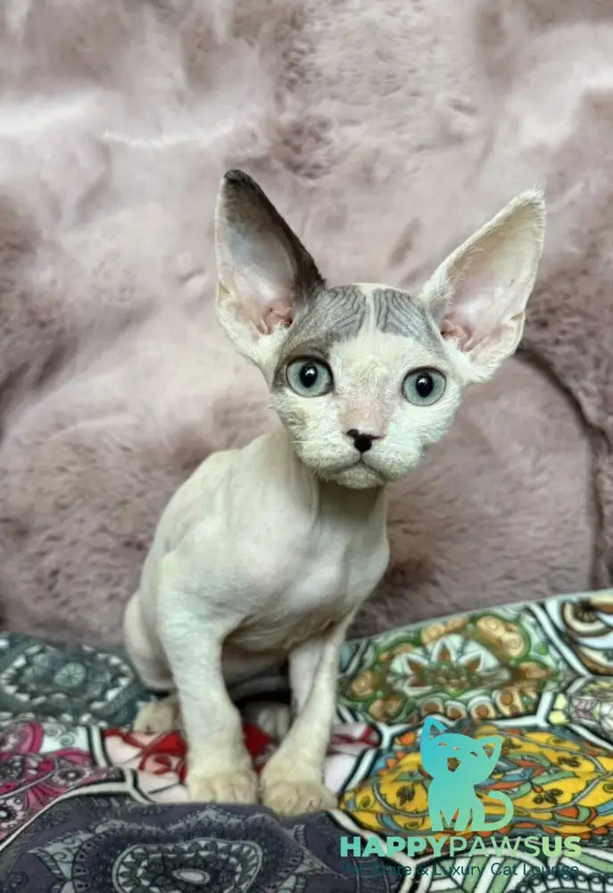 Van Devon Rex male black harlequin - live animals